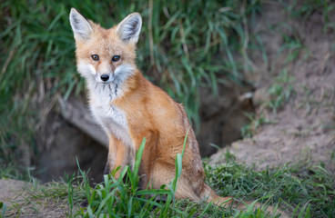 Obraz premium Red fox kits in the spring