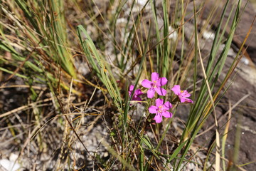 spring flowers in the grass