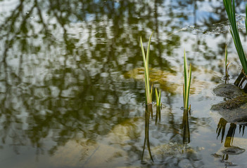 Young shoots of Acorus Calamus Variegatus (called Sweet Flag or calamus) in pond. Beautiful long green and white calamus leaves with pleasant smell and healing properties. There is place for text.