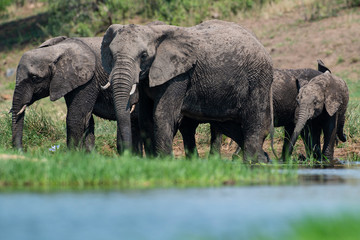Obraz premium Éléphant d'Afrique, Loxodonta africana, Parc national Kruger, Afrique du Sud