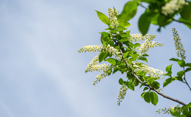Prunus padus 'Siberian beauty' blossom on blue sky background. White flowers of blooming bird cherry or Mayday tree. Selective focus. There is place for text. Nature concept for design