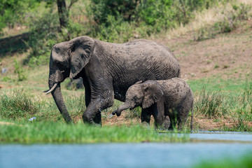 Éléphant d'Afrique,  Loxodonta africana, Parc national Kruger, Afrique du Sud