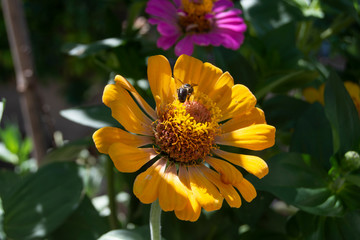 Flor de jardín con abejorro