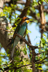 Guêpier d'Europe,.Merops apiaster, European Bee eater
