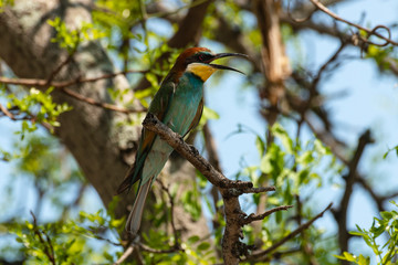 Guêpier d'Europe,.Merops apiaster, European Bee eater