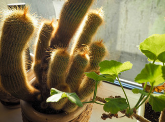cactus in the rays of sunlight
