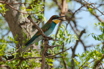 Guêpier d'Europe,.Merops apiaster, European Bee eater