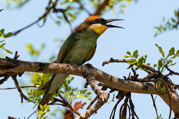 Guêpier d'Europe,.Merops apiaster, European Bee eater