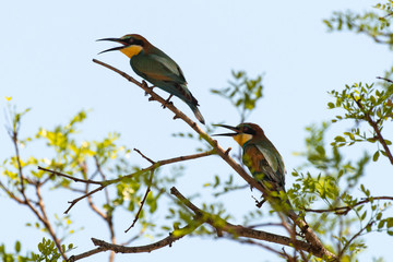 Guêpier d'Europe,.Merops apiaster, European Bee eater