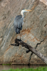Héron cendré, Ardea cinerea, Grey Heron