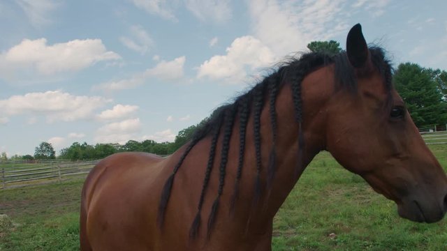 Cute & slightly goofy portrait of adult horse on beautiful farm with snotty nose