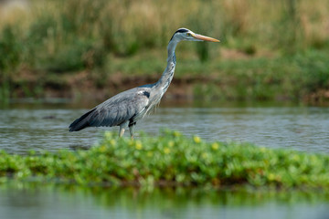 Héron cendré, Ardea cinerea, Grey Heron