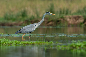 H&eacute;ron cendr&eacute;, Ardea cinerea, Grey Heron