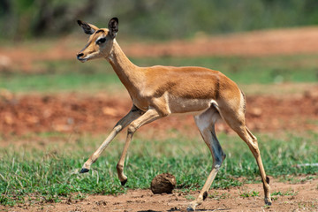 Naklejka na ściany i meble Impala, femelle, Aepyceros melampus