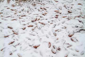 The squirrel threw the eaten cones on the snow under the tree. Cones in the Park in winter, food for wild animals.