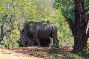 Obraz premium Rhinocéros blanc, white rhino, Ceratotherium simum, Parc national Kruger, Afrique du Sud