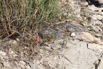 butterfly on the ground