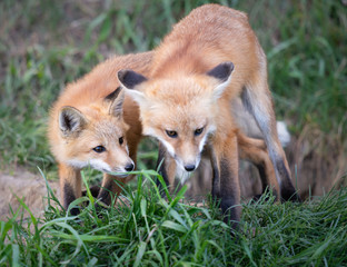 Fototapeta premium Red fox kits in the spring