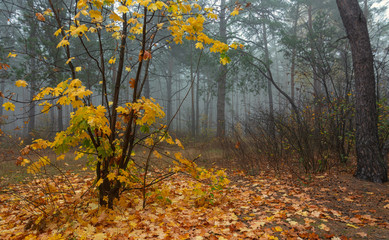 leaf fall. The forest is shrouded in morning fog. The leaves are colored with autumn colors.