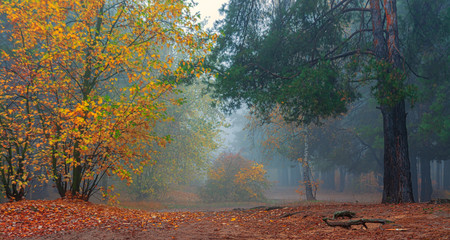 Fototapeta na wymiar leaf fall. The forest is shrouded in morning fog. The leaves are colored with autumn colors.