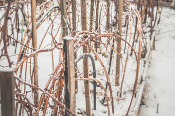 Raspberry plants are bent to the ground and tied with a rope for the winter. Snow.