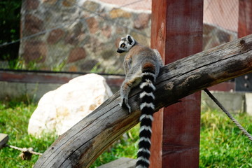 Obraz premium Black-and-white ruffed lemur 