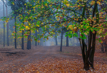 Naklejka premium leaf fall. The forest is shrouded in morning fog. The leaves are colored with autumn colors.