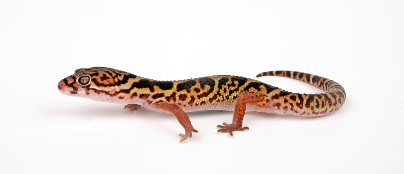 western banded gecko / Geb&auml;nderter W&uuml;stengecko, Krallengecko (Coleonyx variegatus)