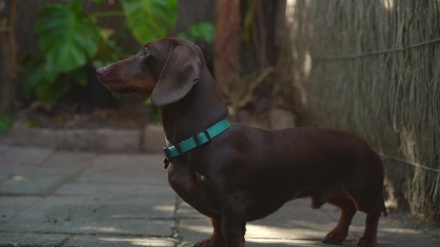 Sausage dog (Dachshund) sitting then taking a treat