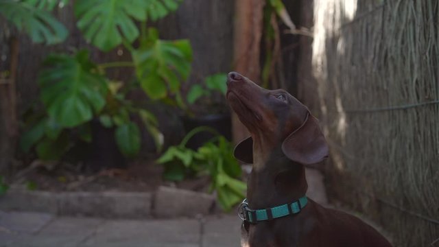 Sausage dog (dachshund) chewing on a treat and looking up