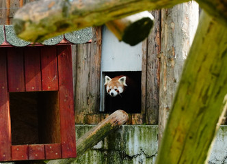 Rar picture of a red panda in a zoo 