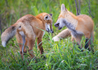 Red fox kits in the spring