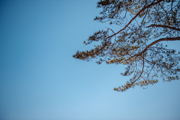 tree branches against blue sky