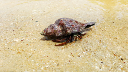 hermit crab on beach sea view, samui thailand
