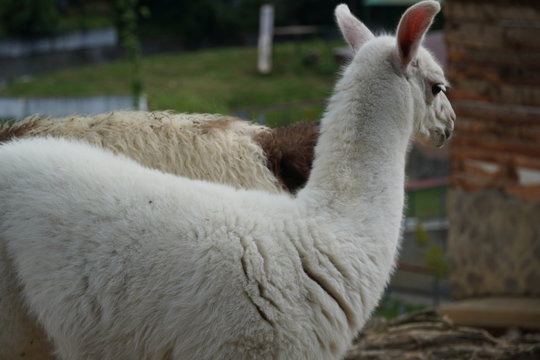 Close up photo of a Llama in a zoo 
