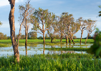 Flooded wetlands during the wet season