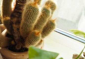 cactus in the rays of sunlight