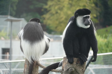 Black-and-white colobus monkey at a zoo 