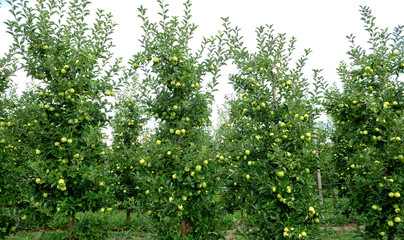 Fototapeta na wymiar Apple orchard with ripe apples on the trees ready for harvesting