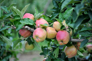 Apple orchard with ripe apples on the trees ready for harvesting