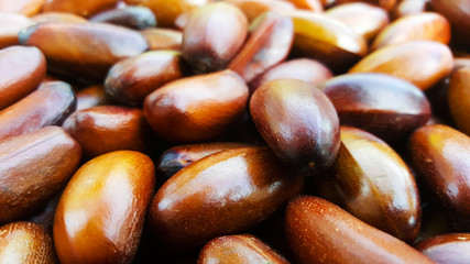 elateriospermum Tapos Blume nut, nakhon si thammarat, south of thailand