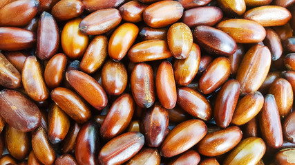 elateriospermum Tapos Blume nut, nakhon si thammarat, south of thailand
