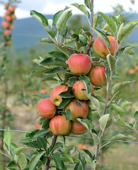 Apple orchard with ripe apples on the trees ready for harvesting