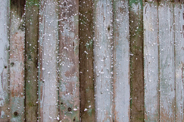 Old fence with peeling blue paint. Snow on a wooden fence in winter. Black planks of the fence. Background. Copy space.