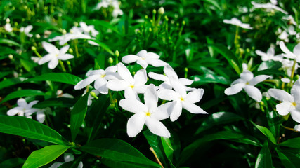 close-up white gardenia jasminoides flower