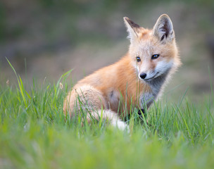 Fototapeta premium Red fox kits in the spring