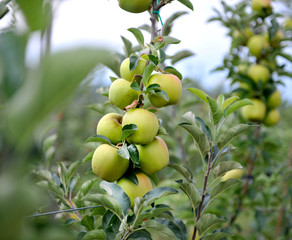 Apple orchard with ripe apples on the trees ready for harvesting