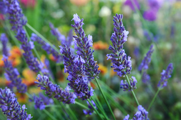 Garten 1097 © K.-U. Häßler