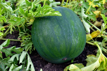 The fruit of the watermelon stripes on the plantation in the summer
