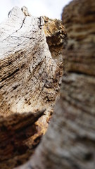 old wood texture
